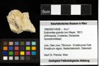 Foto (Objekt + Etiketten) von Eodromites grandis (von Meyer, 1857) 